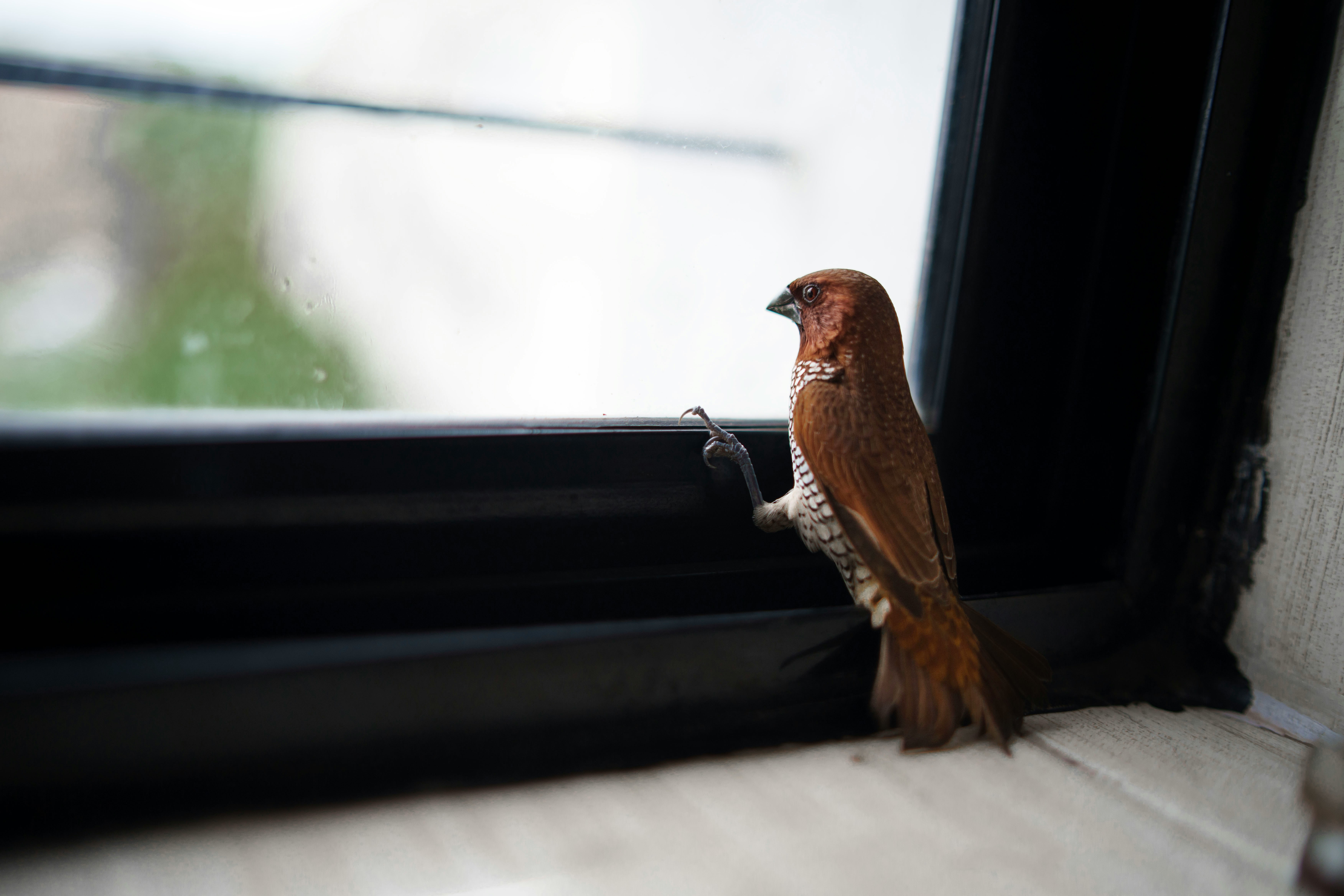 Save a Bird Today: The Window Fix Anyone Can Do illustration